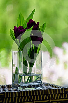 A bouquet of flowers on a green light background. Violet tulips in a vase. Place for your text. View from the window