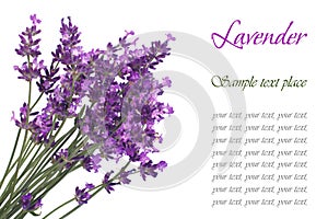 A bouquet of flowers of lavender blue with text