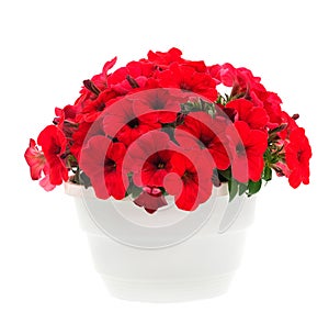 Bouquet of flowers petunia in a pot