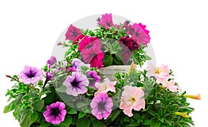 Bouquet of flowers petunia in a pot