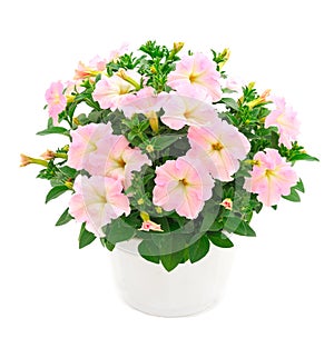 Bouquet of flowers petunia in a pot