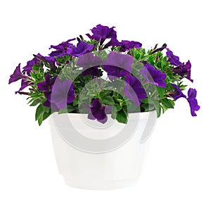 Bouquet of flowers petunia in a pot