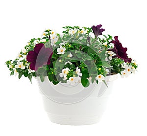 Bouquet of flowers petunia in a pot