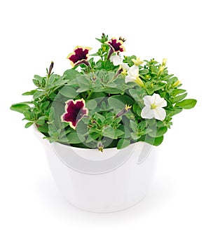 Bouquet of flowers petunia in a pot