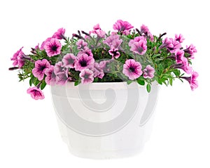 Bouquet of flowers petunia in a pot