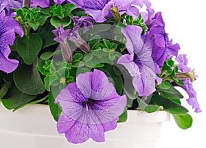 Bouquet of flowers petunia in a pot