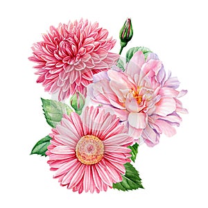 Bouquet of flowers, pink dahlia, roes, gerbera isolated white background, watercolor botanical illustration