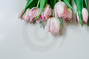 Bouquet of flowers. Pink tulips on white background with copy space for greeting message. Valentine`s Day and Mother`s