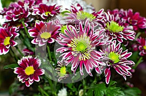 A bouquet of flowers with pink and white petals