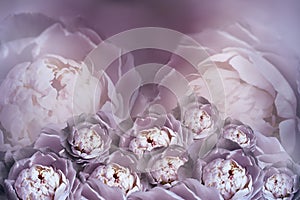 A bouquet of flowers of purple white peonies on a blurry halftone background. Vintage flower composition. Greeting card.