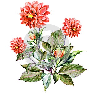 Bouquet flowers, red dahlia, watercolor, pattern