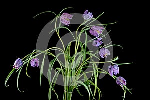 A bouquet of flowers of the Snake`s Head Fritillary plant Frit