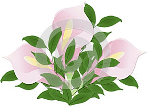 Bouquet with flowers, vector flowers, bouquet with callas