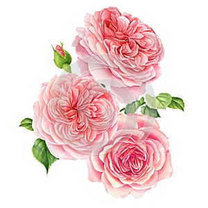 Bouquet of flowers on a white background. Watercolor delicate flowers pink roses