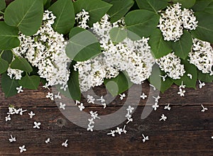 Bouquet, flowers of white lilac lying on the old, rustic boards of dark wood