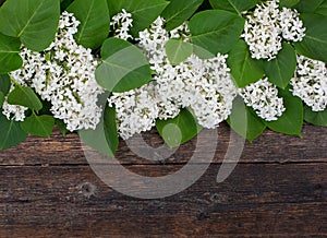 Bouquet, flowers of white lilac lying on the old, rustic boards of dark wood