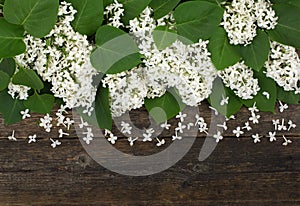 Bouquet, flowers of white lilac lying on the old, rustic boards of dark wood