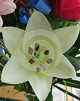 White Lily in blossom with beautiful middle photo