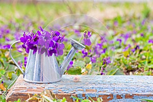 Bouquet of forest flowers violets in a tin watering can on a blue wooden retro Board on a flower meadow close-up