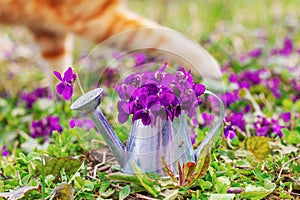 Bouquet of forest flowers violets in a tin watering can on a flower meadow close-up and paws ginger cat