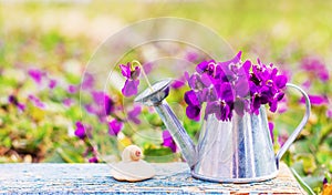 Bouquet of forest flowers violets in a tin watering can and shell snail on a stone on a blue wooden retro Board on a flower meadow