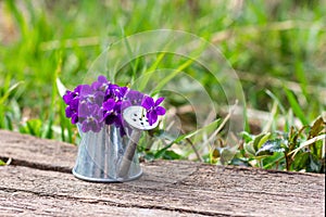 A bouquet of forest flowers violets in a tin watering can on a wooden retro board on a flower meadow close-up.