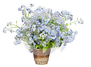 Bouquet from Forget-me-nots (Myosotis)