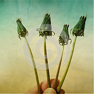 bouquet of four closed dandelion flowers in rerto art background photo