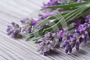 Bouquet of fragrant lavender flowers
