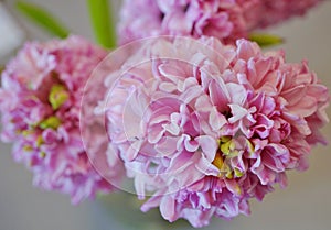 Bouquet of fragrant pink hyacinths