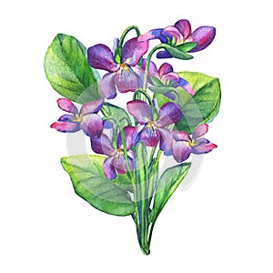Bouquet of Fragrant violets wild flower English Sweet Violets, Viola odorata