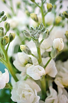 Bouquet of fragrant white stock flowers (matthiola)