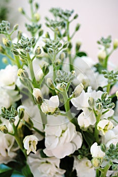 Bouquet of fragrant white stock flowers (matthiola)