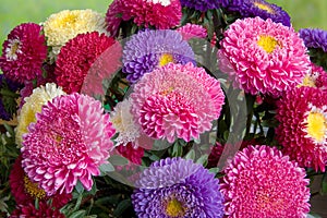 Bouquet of fresh asters photo