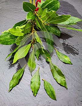 Bouquet of fresh bay leaves on black background