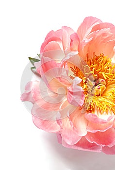 A bouquet of fresh beautiful coral peonies on the white background.