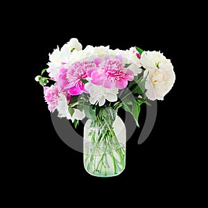 Bouquet of fresh big pink, white and cream peonies in simple glass jar on glance table indoor isolated on black. Vase