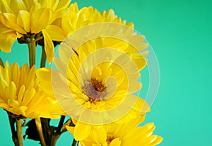 A bouquet of fresh, bright yellow daisies on a teal or tourquoise colored background with copy space right side of horizontal photo