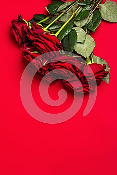 Bouquet of fresh burgundy roses on a matte red foamiran background