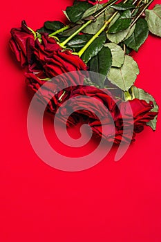 Bouquet of fresh burgundy roses on a matte red foamiran background