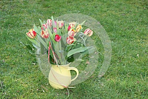 Bouquet with fresh Dutch tulips in the grass for Mothers Day, Holland
