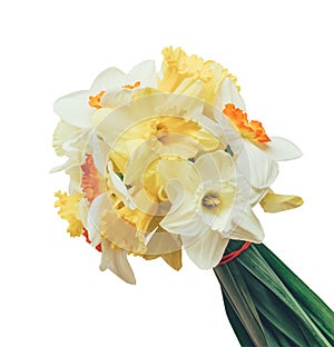 Bouquet of fresh flowers daffodils isolated on white background