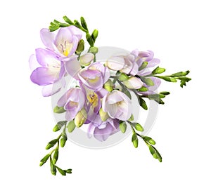 Bouquet of fresh freesia flowers isolated on white