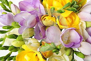 Bouquet of fresh freesia flowers on white background