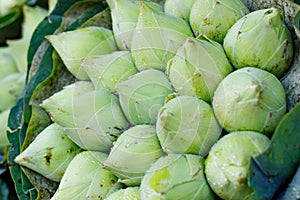 Bouquet of fresh green lotus buds with rain drops background at flower market, Thailand
