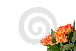 Bouquet of fresh orange roses with a large copyspace over white