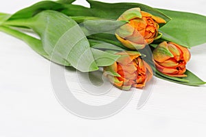 Bouquet of fresh orange tulip flowers on a light wood background with copy space