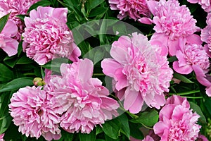 Bouquet of fresh pink peonies