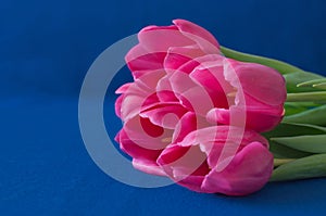 A bouquet of fresh pink tulips on deep blue background