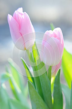 Bouquet of the fresh pink tulips in sunshine